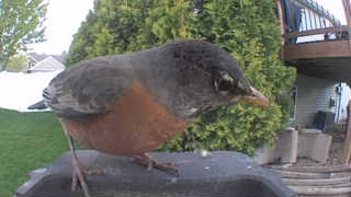 american robin