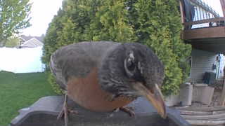american robin
