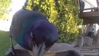 rock pigeon