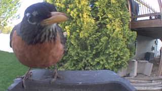 american robin