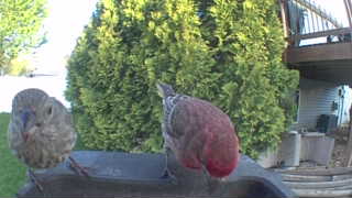 house finch