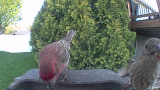 house finch