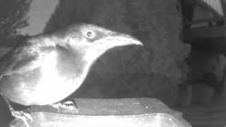 brown thrasher