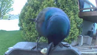 common grackle