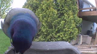 rock pigeon