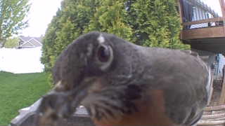 american robin