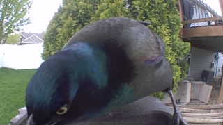 common grackle