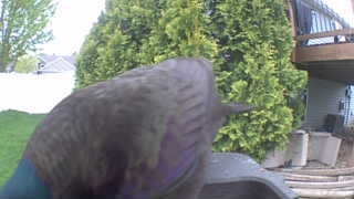 european starling