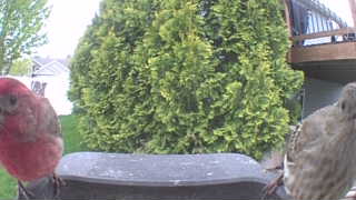 house finch