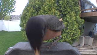 rock pigeon