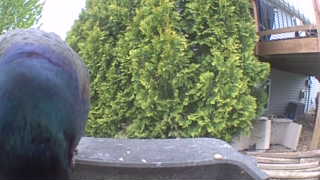 common grackle