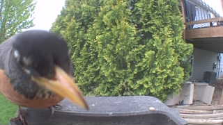 american robin