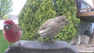 house finch