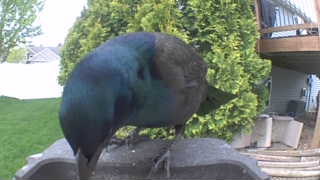 common grackle