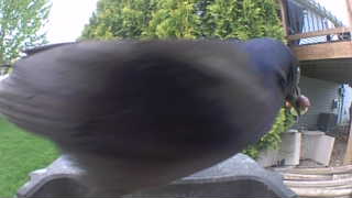 common grackle