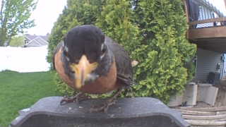 american robin