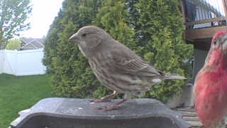 house finch