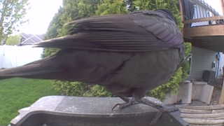 common grackle