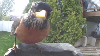 american robin