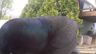 common grackle