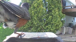 american robin