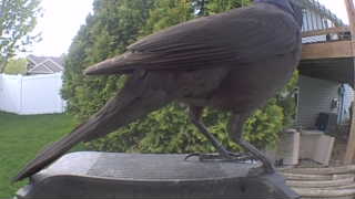 american crow