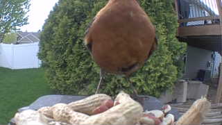 american robin
