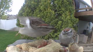 house sparrow