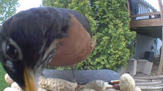 american robin