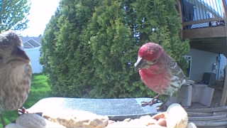 house finch