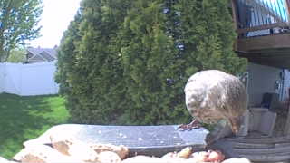 northern mockingbird