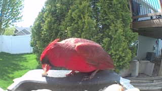 northern cardinal