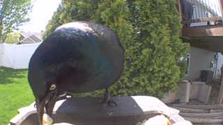 common grackle