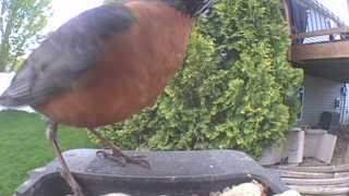 american robin