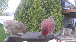 house finch