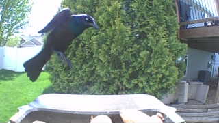 common grackle