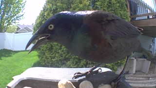 common grackle