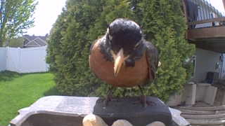american robin