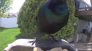 european starling