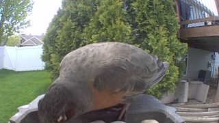 american robin