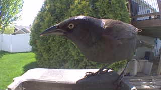 common grackle