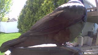 common grackle
