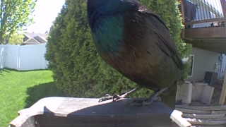 european starling