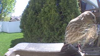 american robin