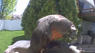 american robin