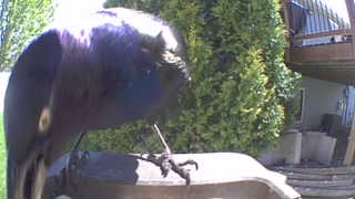 common grackle
