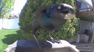 common grackle