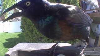 common grackle
