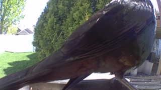 american robin