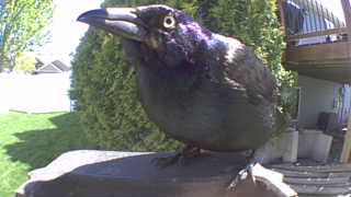 common grackle
